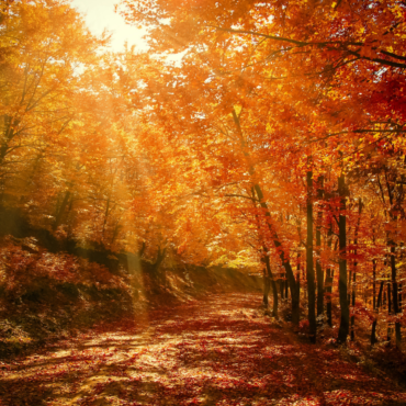 Felíz Octubre