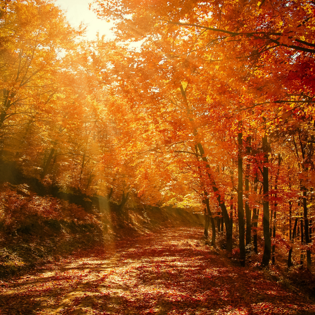Felíz Octubre